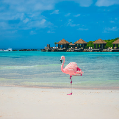 Cyber Travel a Aruba