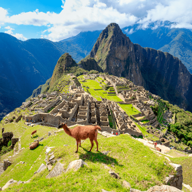 Una vicuña en la ciudadela de Machu Picchu