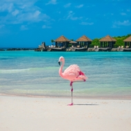 ARUBA