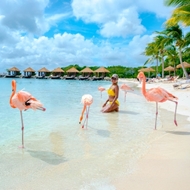 ARUBA