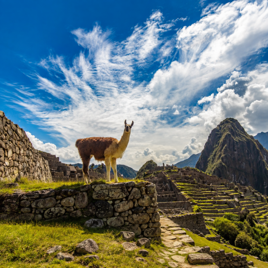 Llamas en Cusco