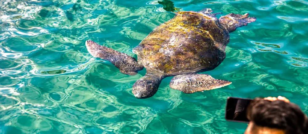 Tortugas en El Ñuro